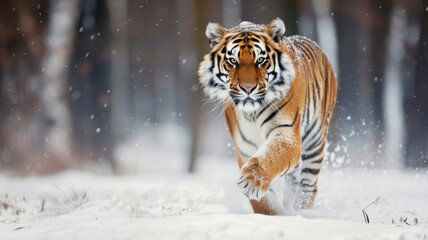 Fototapeta na wymiar Siberian tiger in a snowy forest - Majestic Siberian tiger moving powerfully through a snowy forest captured in stunning detail and clarity