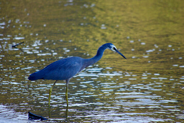 great blue heron in the water