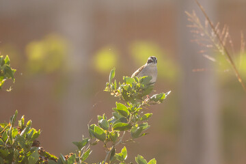 Peucaea es un género de aves paseriformes de la familia Passerellidae © JP STUDIO