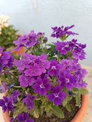 flowers in a pot