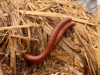 a large millipede in a dry straw