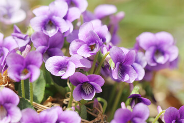 wild violet flowers in spring