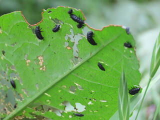 ギシギシの葉を食べるコガタルリハムシの幼虫