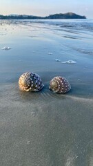 Jellyfish invasion and sea pollution at a beach in april in the south of Thailand