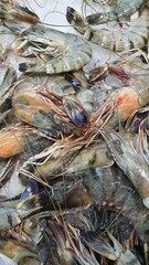 Close up photo of fresh shrimp on ice sold at the market