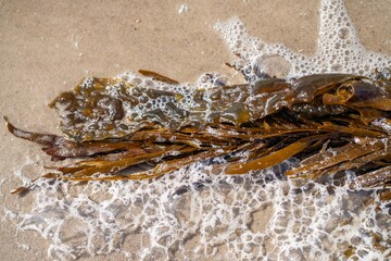 bull kelp growing on the rocks wave and swell in the ocean in australia