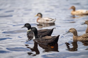 ducks on the water on a pond. grazing on grass in a park in canada, in summertime