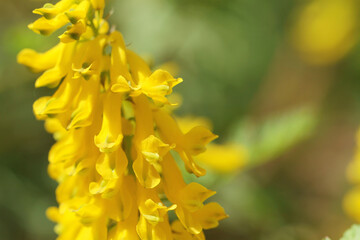 wild yellow flowers in spring