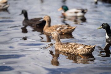 ducks on the water on a pond. grazing on grass in a park in canada, in summertime