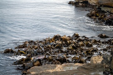 bull kelp growing on the rocks wave and swell in the ocean in australia