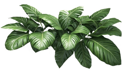 Leaves Tropical Plant Tree Exotic