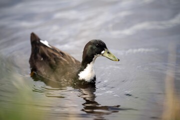 ducks on the water on a pond. grazing on grass in a park in canada, in summertime