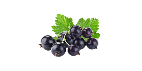 Black Currant with leaves isolated on white background