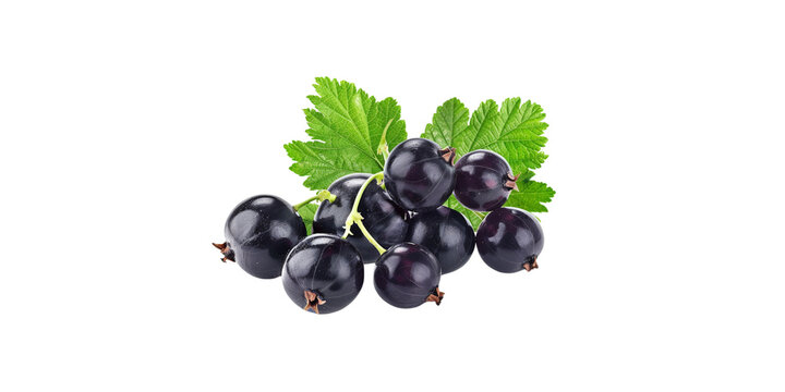 Black Currant with leaves isolated on white background