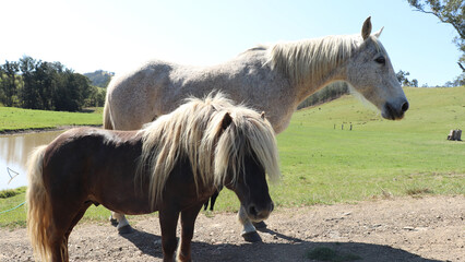 White horse and Shetland Pony