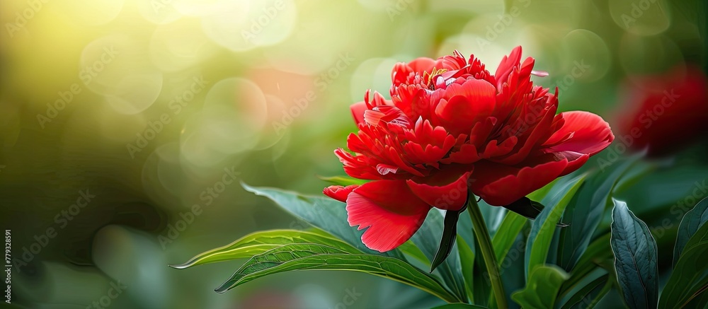 Sticker a close up of a vibrant red flower with green leaves, part of a natural landscape in a garden. the p