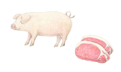 豚と豚肉　水彩色鉛筆イラスト
