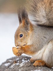 Portrait of a squirrel in winter on white snow background