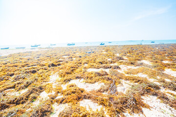 A seaweed drying site by the Qiongzhong Sea in Hainan, China