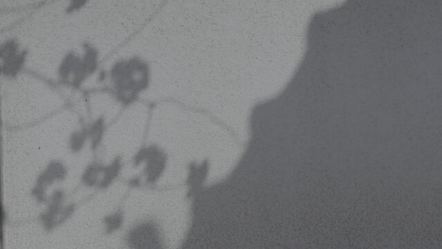 Shadow of Sakura flowers on concrete wall moving in the wind. Komorebi. S-Log.