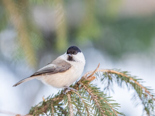 Cute bird the willow tit, song bird sitting on the fir branch