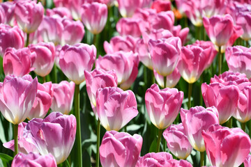 チューリップ「桃太郎」	