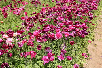 pink ranunculus field