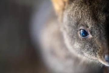 Foto op Canvas wallaby in the bush close up © William