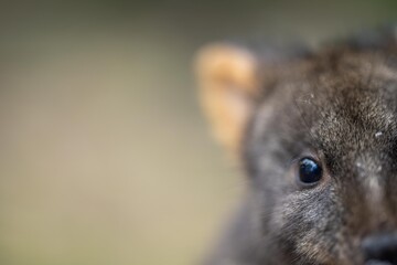 wallaby in the bush close up