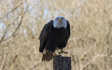 A mature bald eagle searching for its next meal.