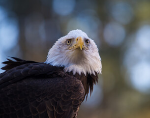 A mature bald eagle searching for its next meal.