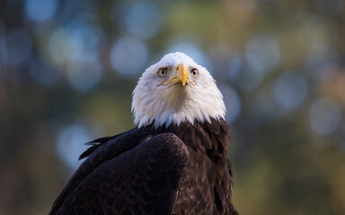 A mature bald eagle searching for its next meal.