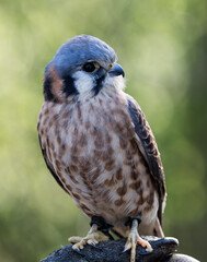 A small Kestrel perched by a tree.