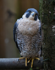 A small Kestrel perched by a tree.