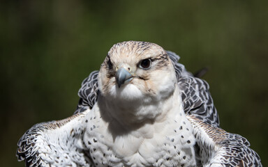 A Peregrine Falcon ruffling it feathers.