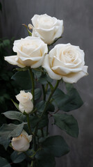 White fresh and elegant, long stem white roses