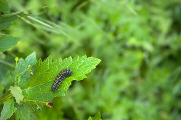 A vivid close-up stock image showcasing a black and orange caterpillar on the bright green leaf of...