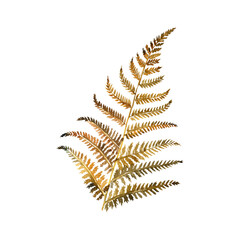 watercolor drawing autumn brown leaf of fern, isolated at white background, natural element, hand drawn botanical illustration - 779336344