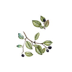 watercolor drawing branches of shiny cotoneaster with leaves and berries, isolated at white background, natural element, hand drawn botanical illustration - 779336535