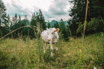  white calf in alpine pasture.Holstein Friesian Cattle.Calves graze on a meadow in the Austrian mountains.Calves graze on a mountain meadow.Calves with black and white spotting graze on a meadow. - 779341322
