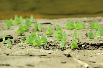 Butterflies, a flock of butterflies gathering on the river bank