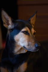 Stray mongrel rescued thai dog sad face dark background