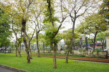 Fototapeta premium tree in the park