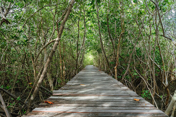 Obraz premium View of wooden bridge in flooded rainforest jungle of mangrove trees. Old wood floor with bridge or walk way through in tropical mangrove forest. Trail extends under shady tree.Tropical exotic travel