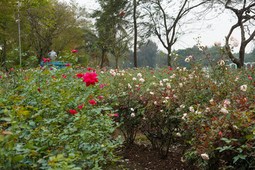 flowers in the park