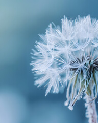 Winter frost, dandelion, winter weather, close - up, beautiful.