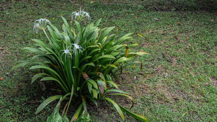 A beautiful tropical plant hymenocallis littoralis beach spider lily blooms on a green lawn. Lush elongated leaves, thin, elegantly curved white petals. Malaysia.