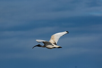 Royal Ibis in flight