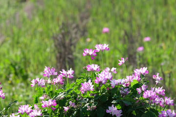 春の田んぼに咲くピンクのレンゲ草
