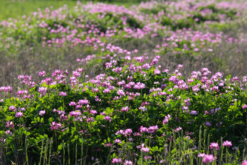 春の田んぼに咲くピンクのレンゲ草